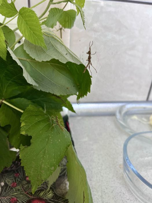 Straszyki Trachyaretaon sp. "North Luzon"