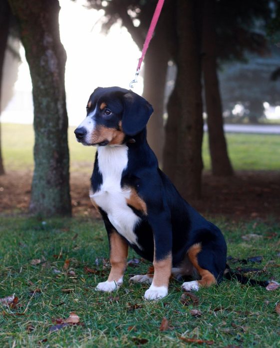 Найменший с зенненхундів! Ентлебухер зенненхунд! КСУ FCI