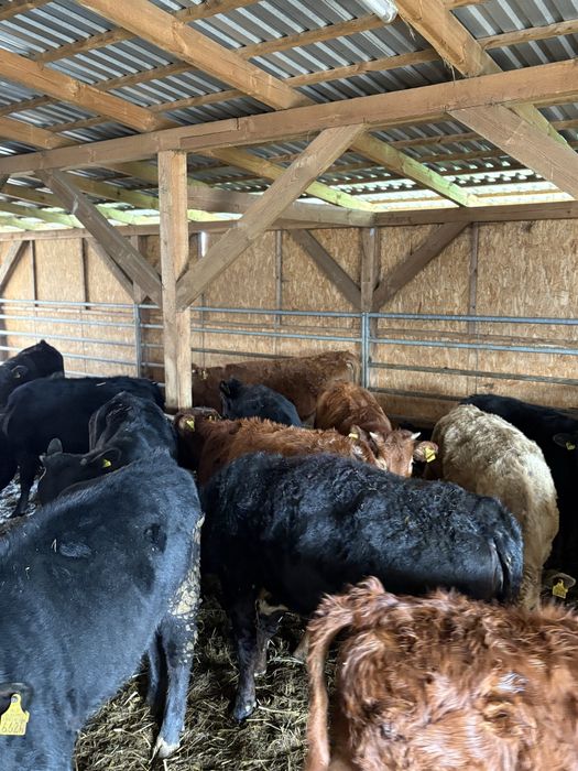 Jalowki odsady poleca