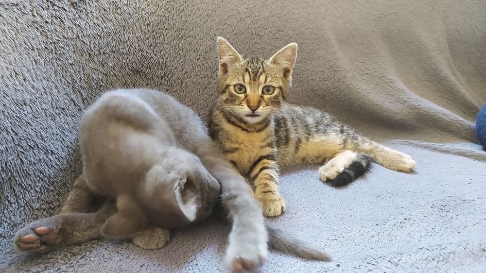 Отдам котёнка-тигрика