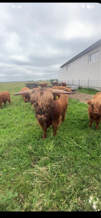 Bydło rasy  highland cattle