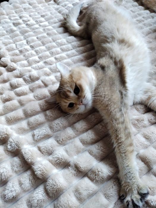 В'язка шотландського хлопчика.