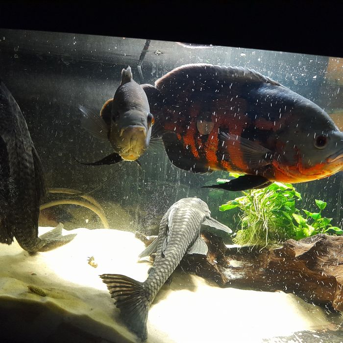 Duże glonojady Plecostomus