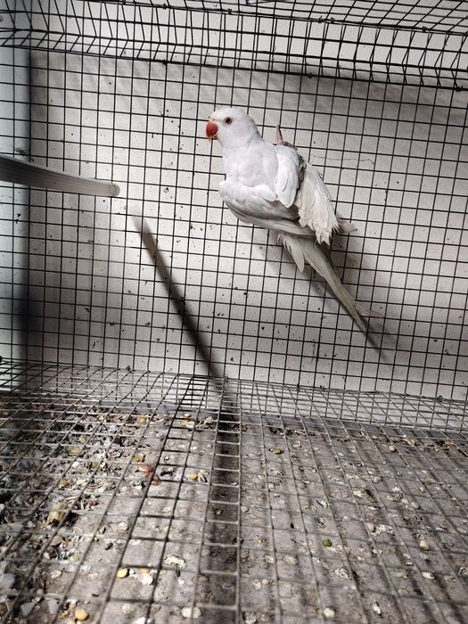 Troco ring neck por macho