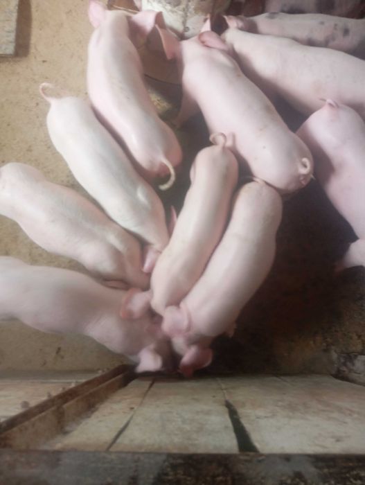 Продам поросята 17-20кг