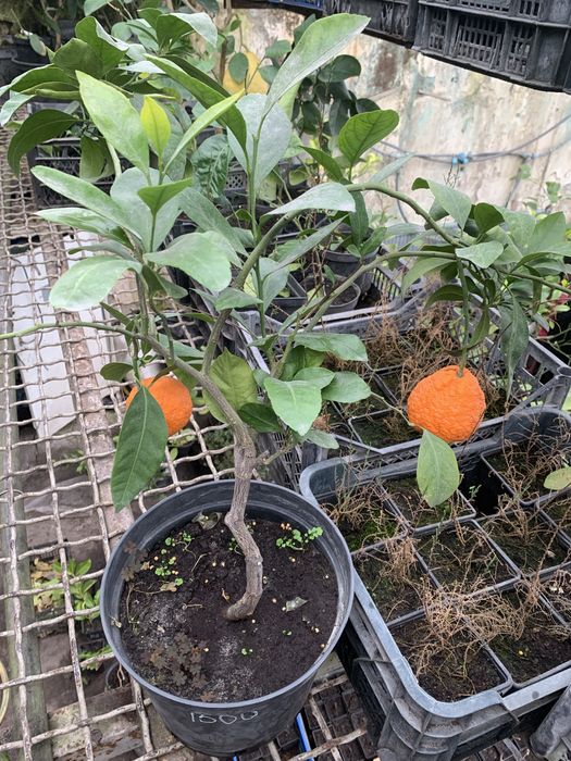 Щеплені мандарини, кумквати. Черенковані лимони