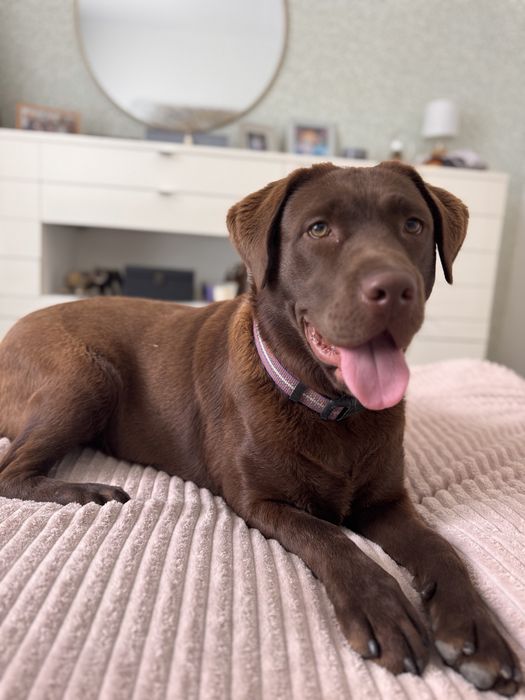 Cadela Labrador adulta (1,5 anos) procura família responsável