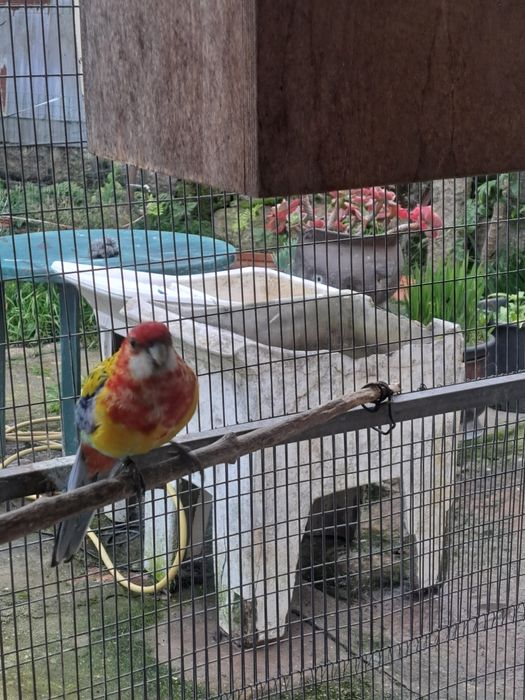 2 machos Roselas omnicolor 17/25