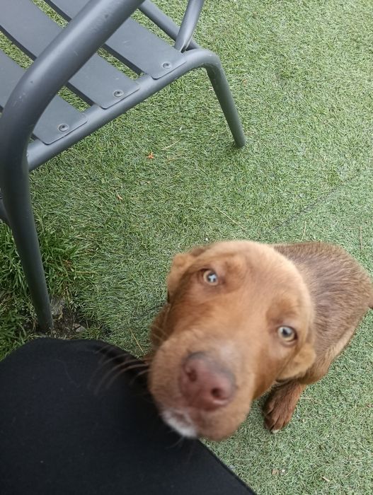 Cão jovem castanho