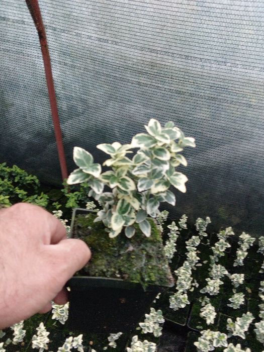 Trzmielina Gayety na skarpę rabatę roślina okrywowa doniczka p9