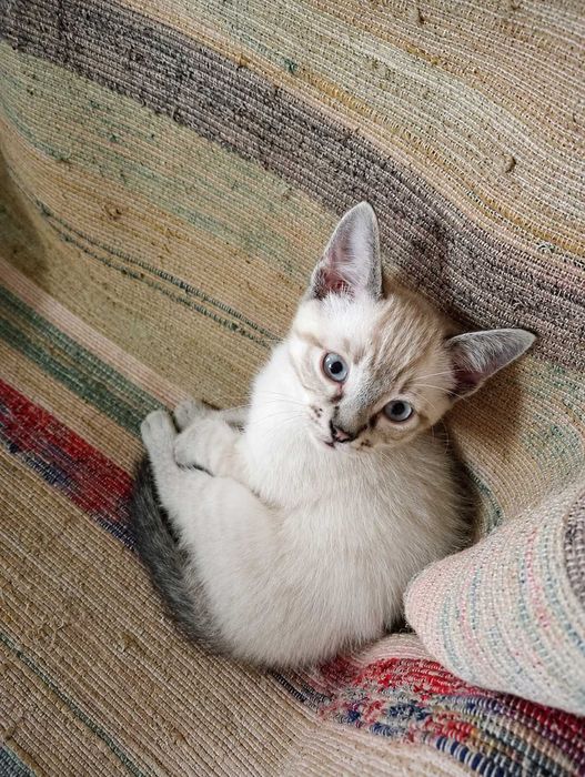 MACHO | Gatinho de olhos azuis disponível para Adoção Responsável