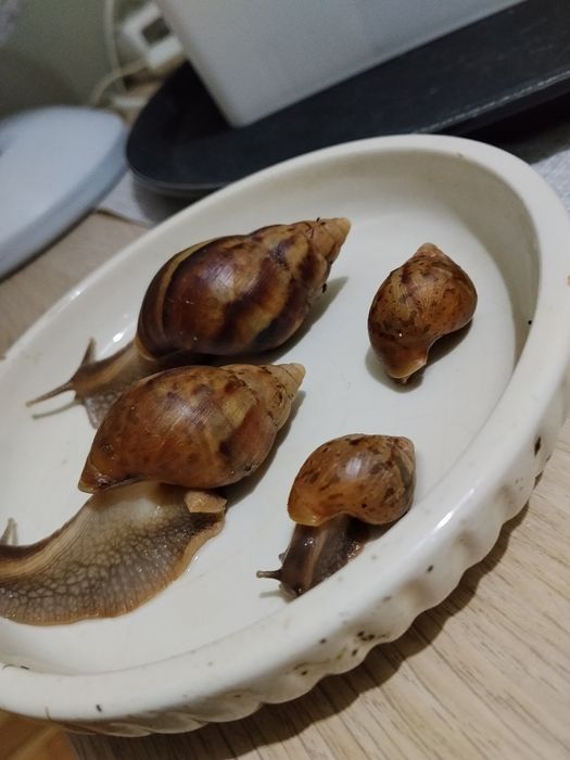 Oddam ślimaczki afrykańskie