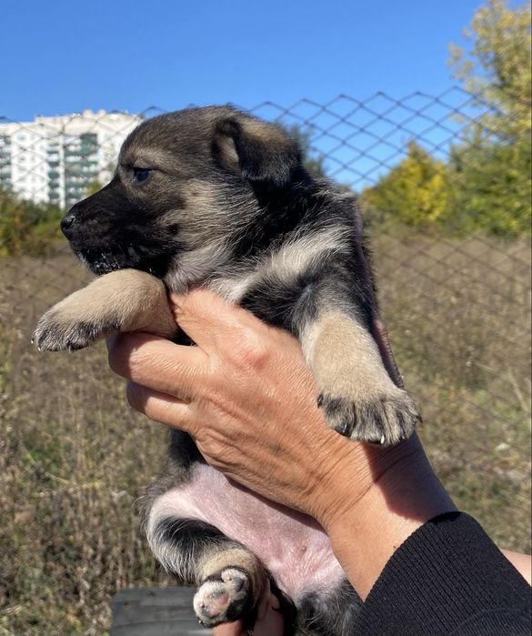 Цуценята шукають родину