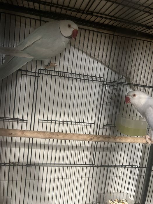 Ring neck casal a venda tenho 2 casais