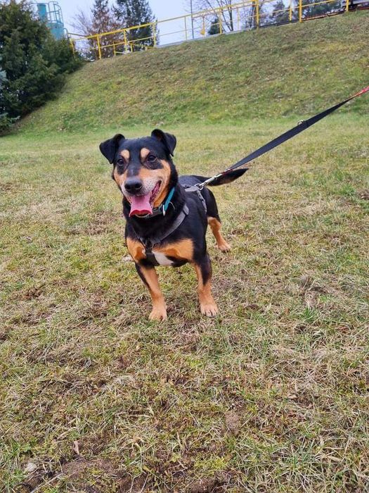 Cudny Rex do adopcji