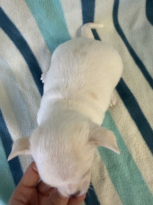Excelente mini menino Chihuahua/Chiuaua de Qualidade, Linhagem Russa