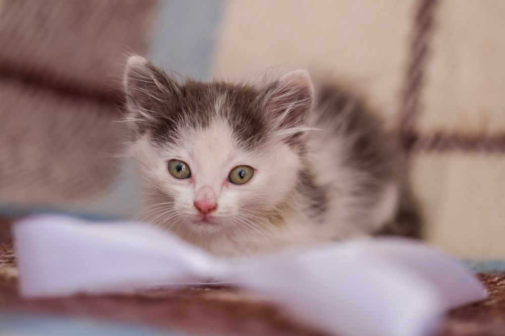 Кошеня в добрі руки