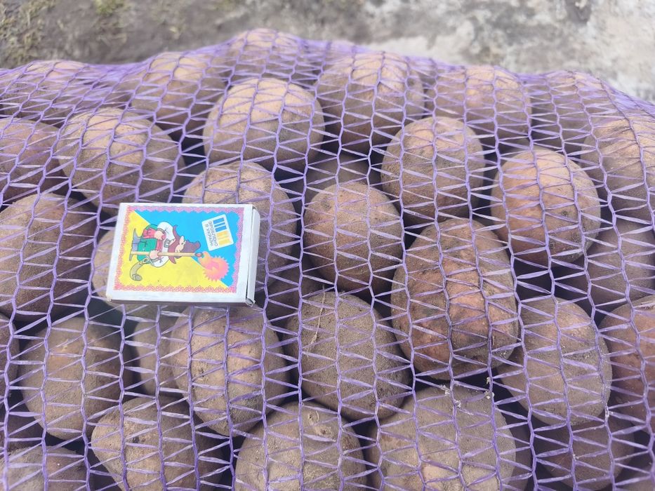 Насінева картопля Біла Росса і велика