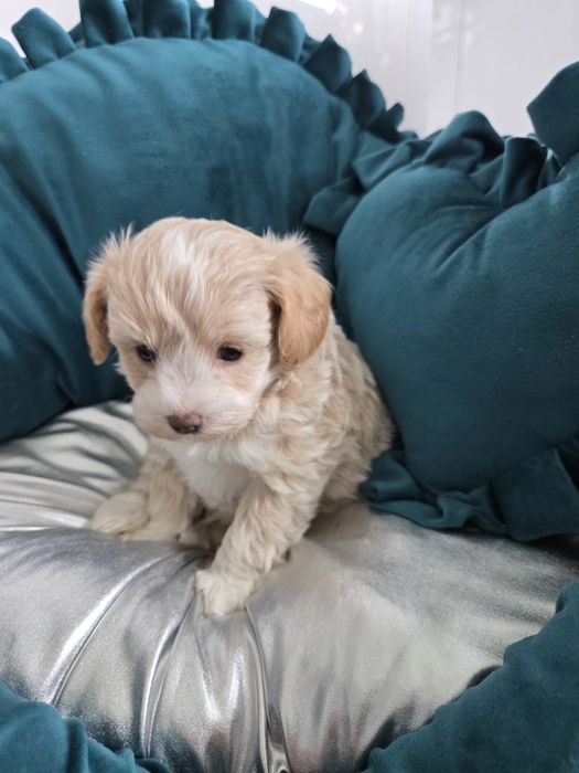 Самый милый щенок Мальтипу, есть прививки и паспорт