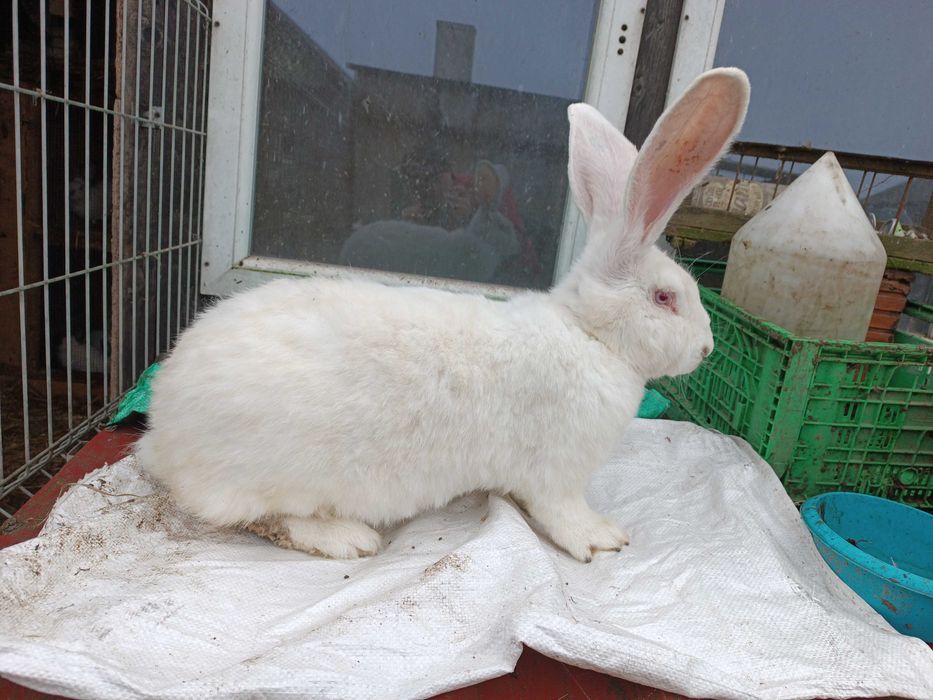 Belgijski Olbrzym Biały