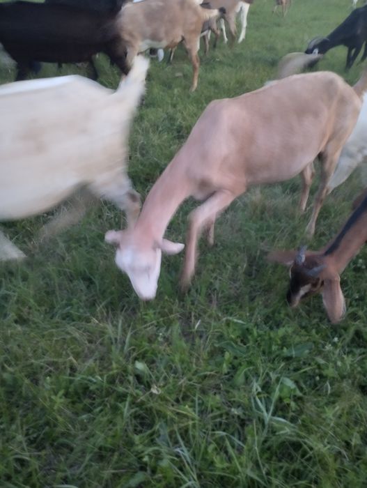 Англонубийские козы