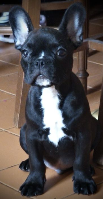 Bulldog frances