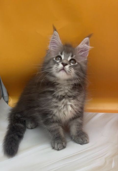 Мальчики и девочки голубые