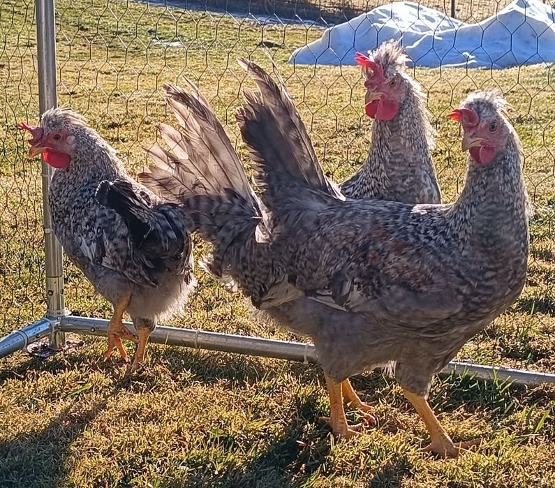 Młode koguty  Legbar Cream