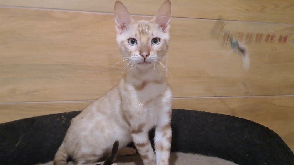Бенгальский кот снежный