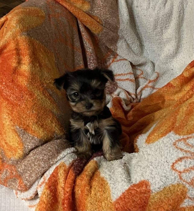 Продаю собачок