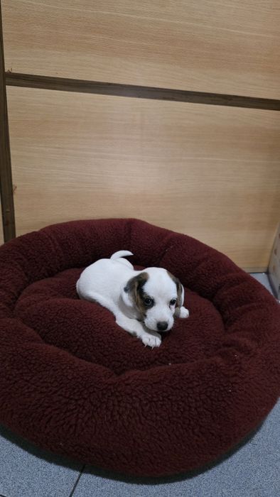 Jack russell macho