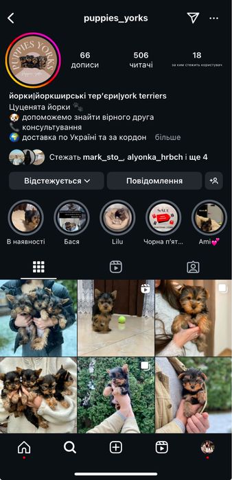 Дівчинка йорк на свято)