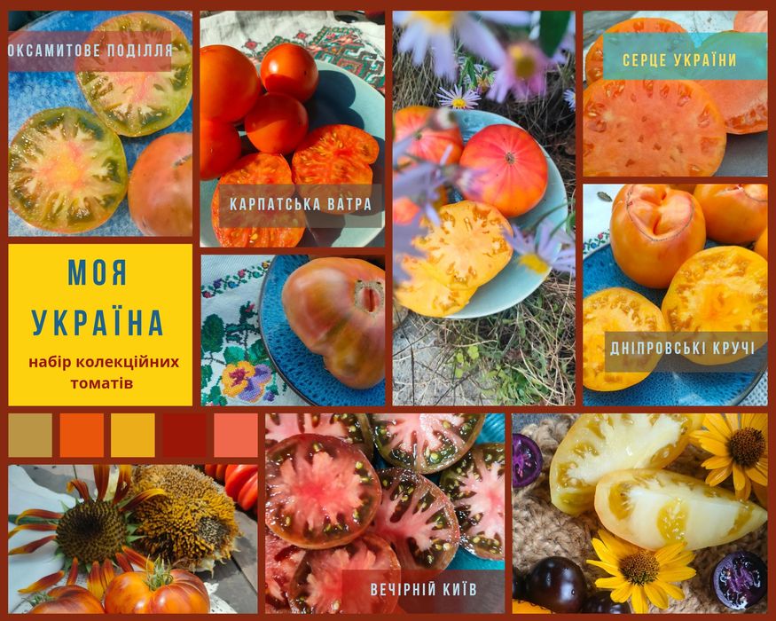 "Моя Україна" набір насіння колекційних томатів