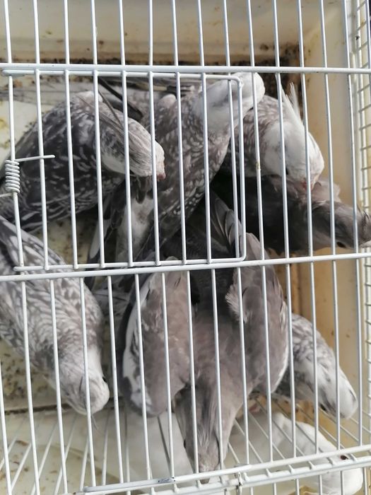 Vendo caturras de qualidade garantida