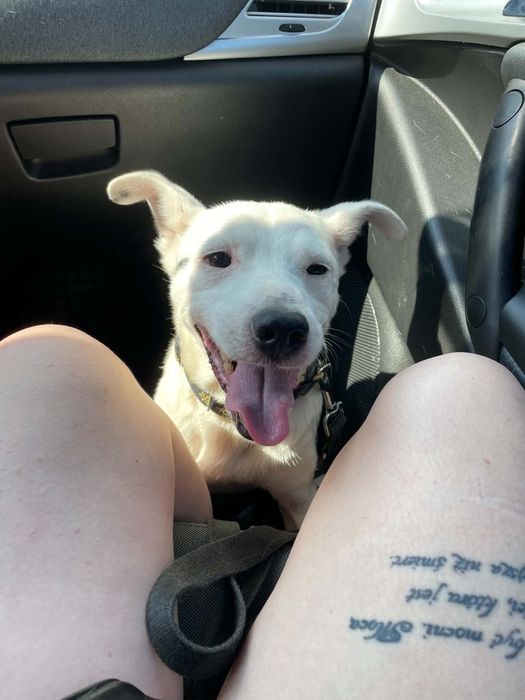 Kokos do adopcji