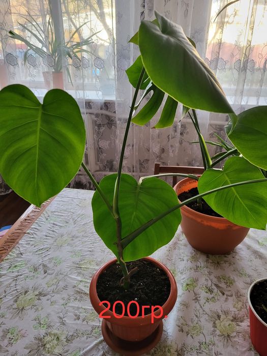 Пальми Монстера та Панданус.