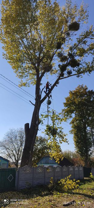 Зрізка дерев.Спилювання складних дерев.Корчування пнів.Обрізка дерев.