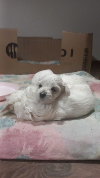 MALTAŃCZYK- suczka cudna bielutka kuleczka