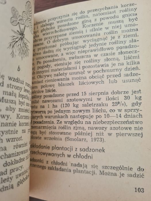 Truskawki i poziomki - Zofia Rebandel. Książka
