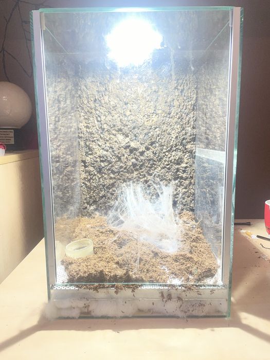 2 teriumum + Caribena i Mono B