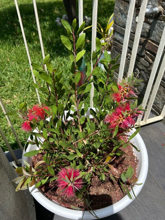 Vendo planta Callistemon