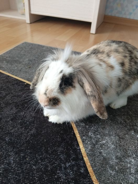Królik baranek miniaturka samiec
