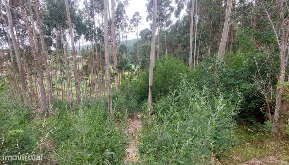 Venda de terreno florestal c/ 2200m², Afife, Viana do Castelo