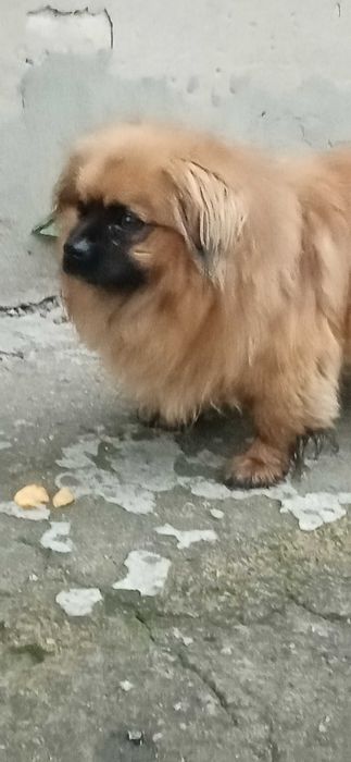 Бездомная собака в ПГТ Васильковка