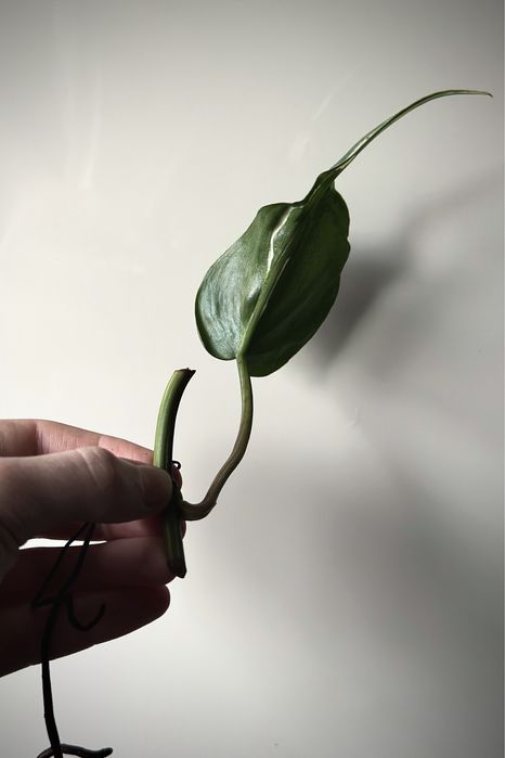 philodendron whipple Philodendron Whipple Way – TerraFlora Global main image 0