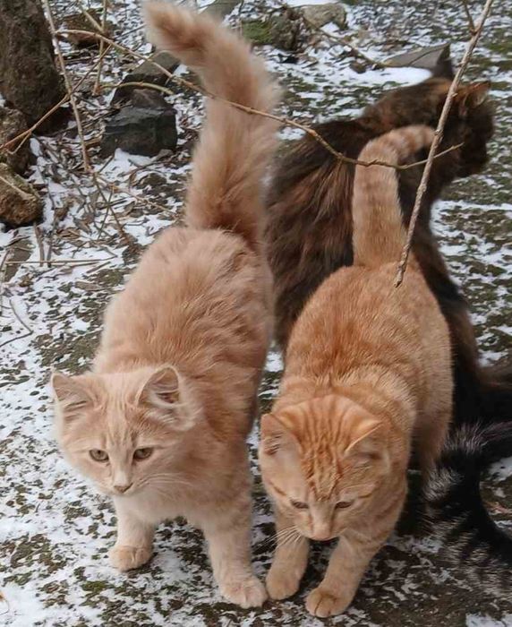 Віддам кошенят в надійні руки