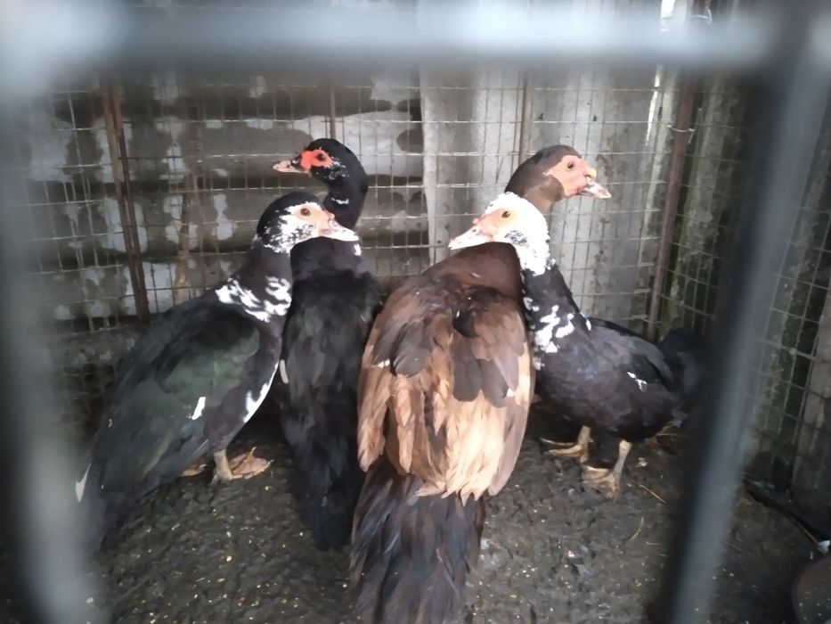 Продам утка-шипун крупной породы