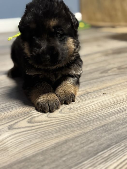 Owczarek niemiecki FCI