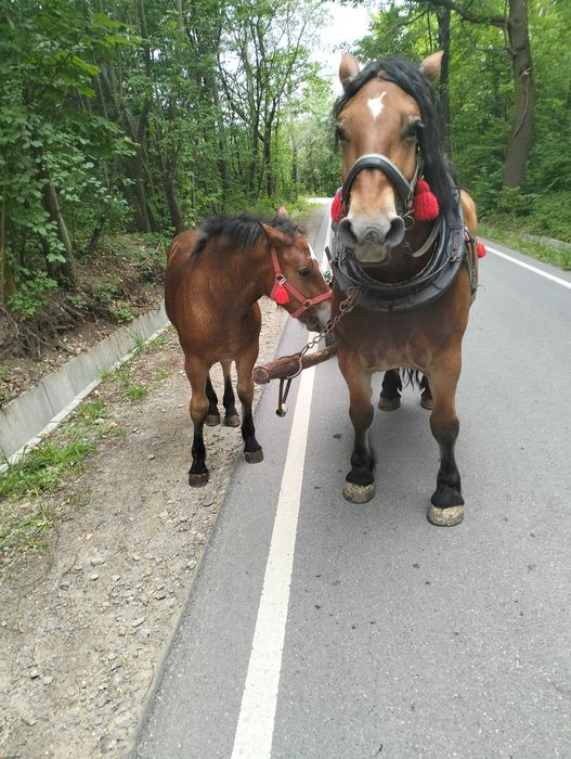 Sprzedam klacz Zimnokrwistą
