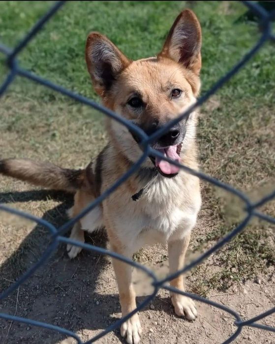 Biedny psiak do adopcji